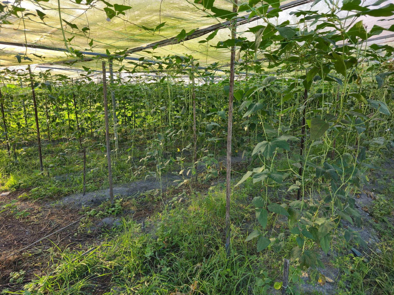 Long bean trellis tunnel