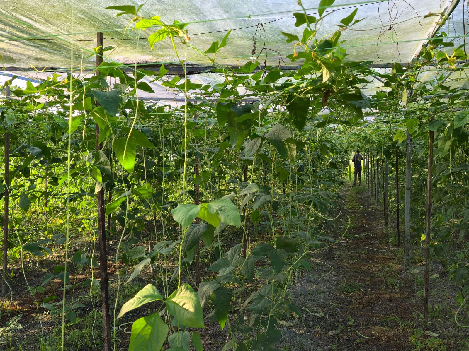 Worker walking through the bean tunnel
