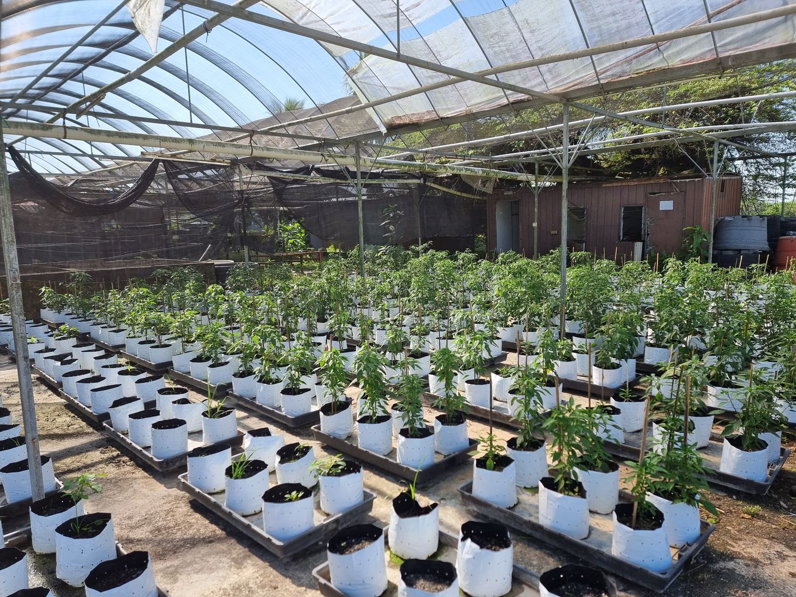 Rows of chili seedlings under shade netting