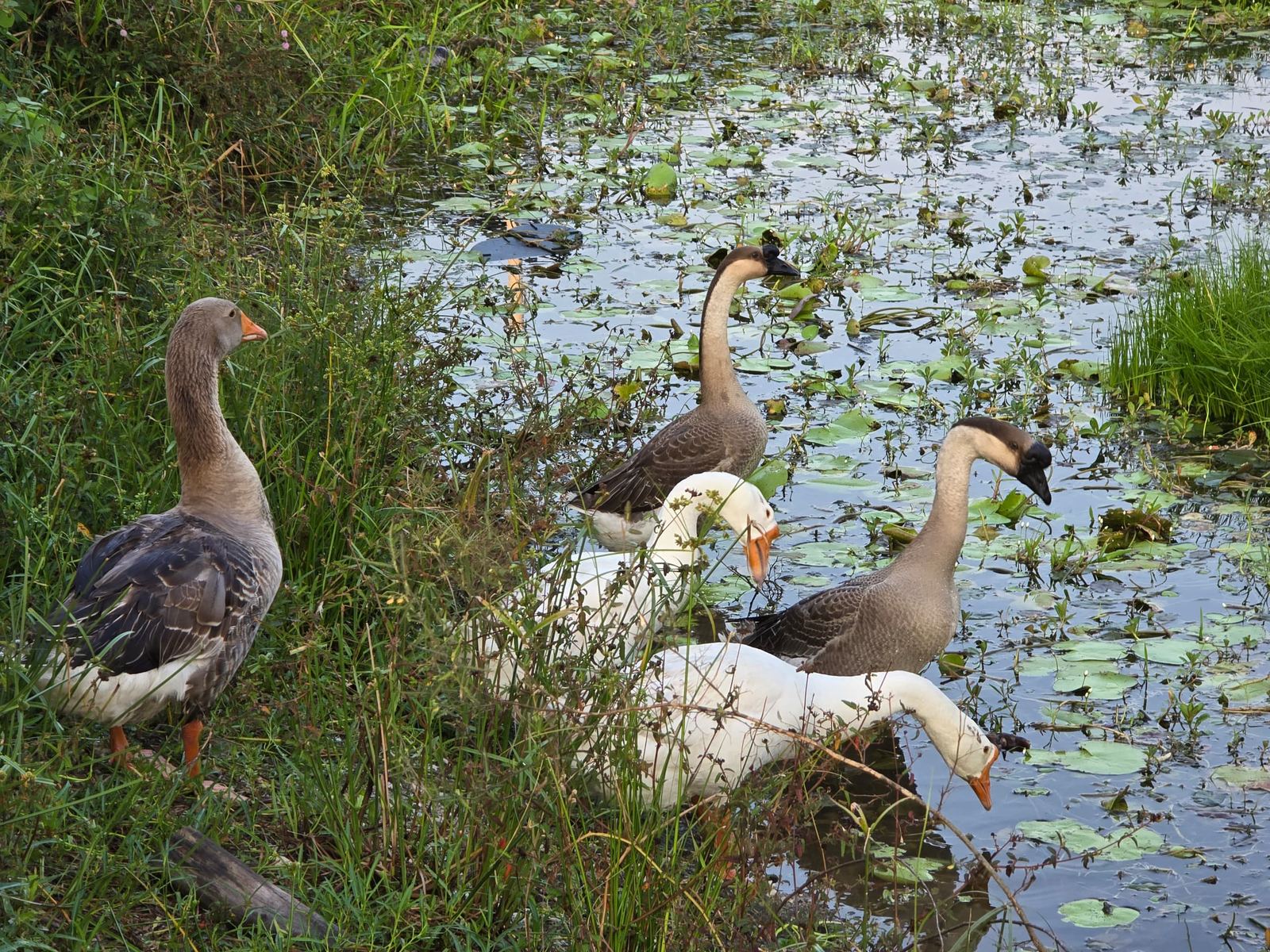 Geese by the farm's lily pond