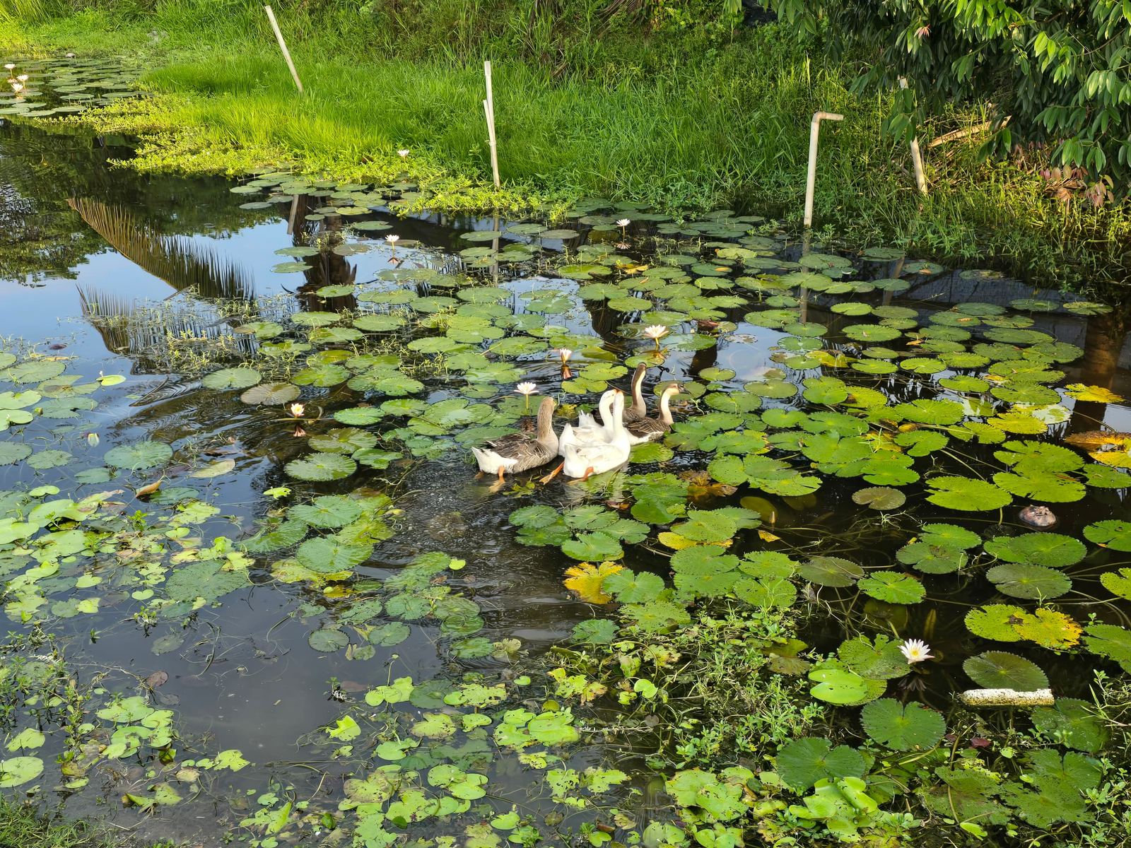 Geese wading through the lily pond on the OEH Agrihorti farm