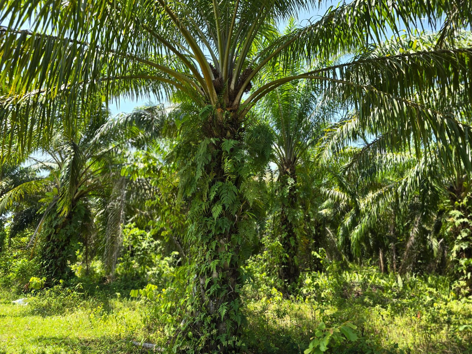 Close-up of oil palm fronds
