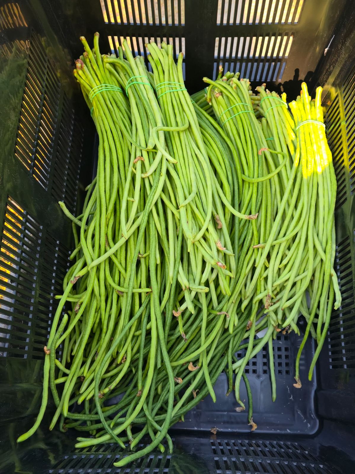 Freshly harvested long beans bundled in a crate