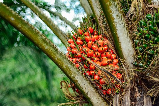 Fresh palm fruit bunch