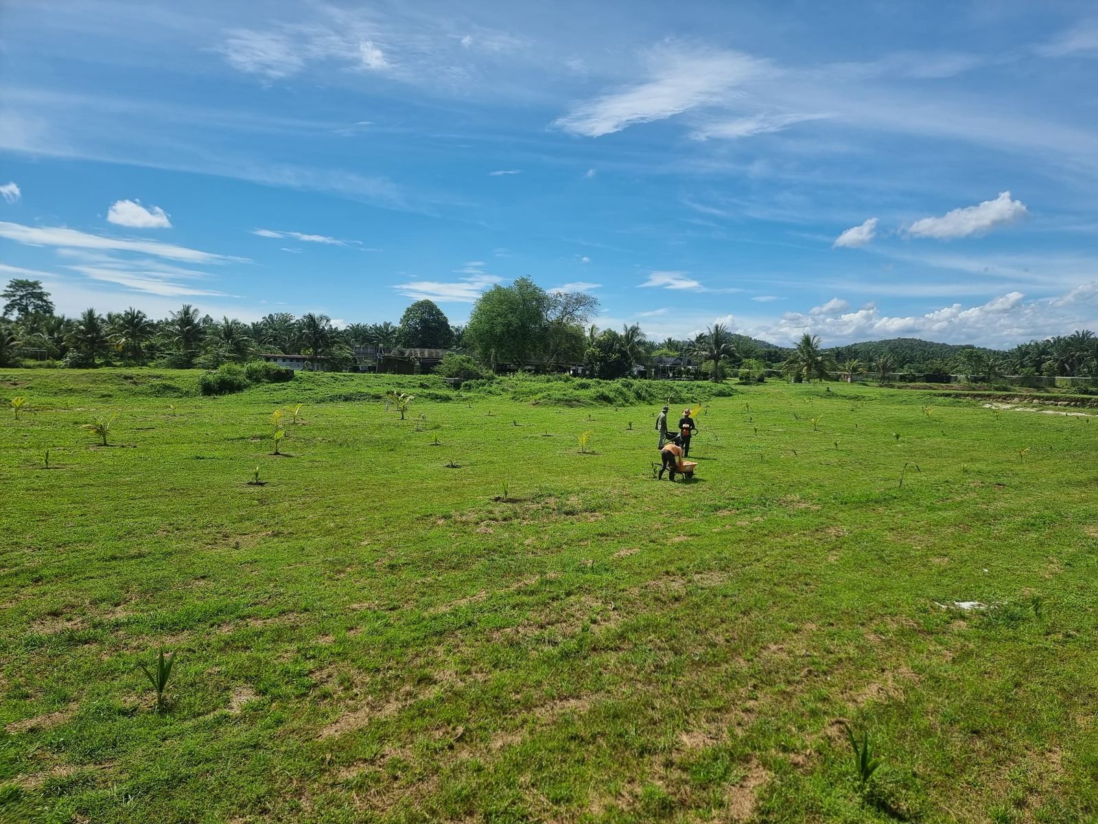 Farm workers planting palm seedlings