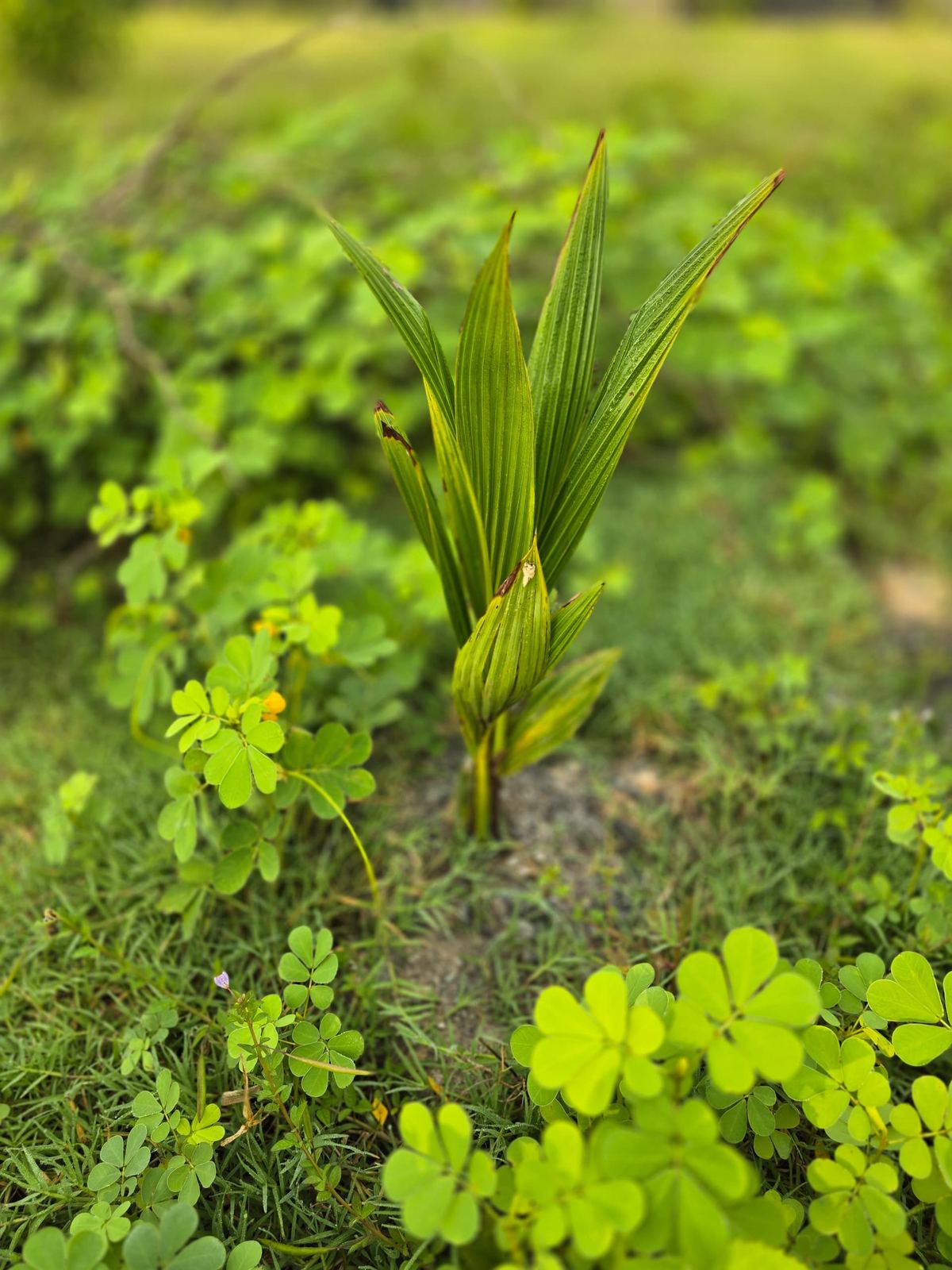 Close-up of a young coconut seedling sprouting from the ground