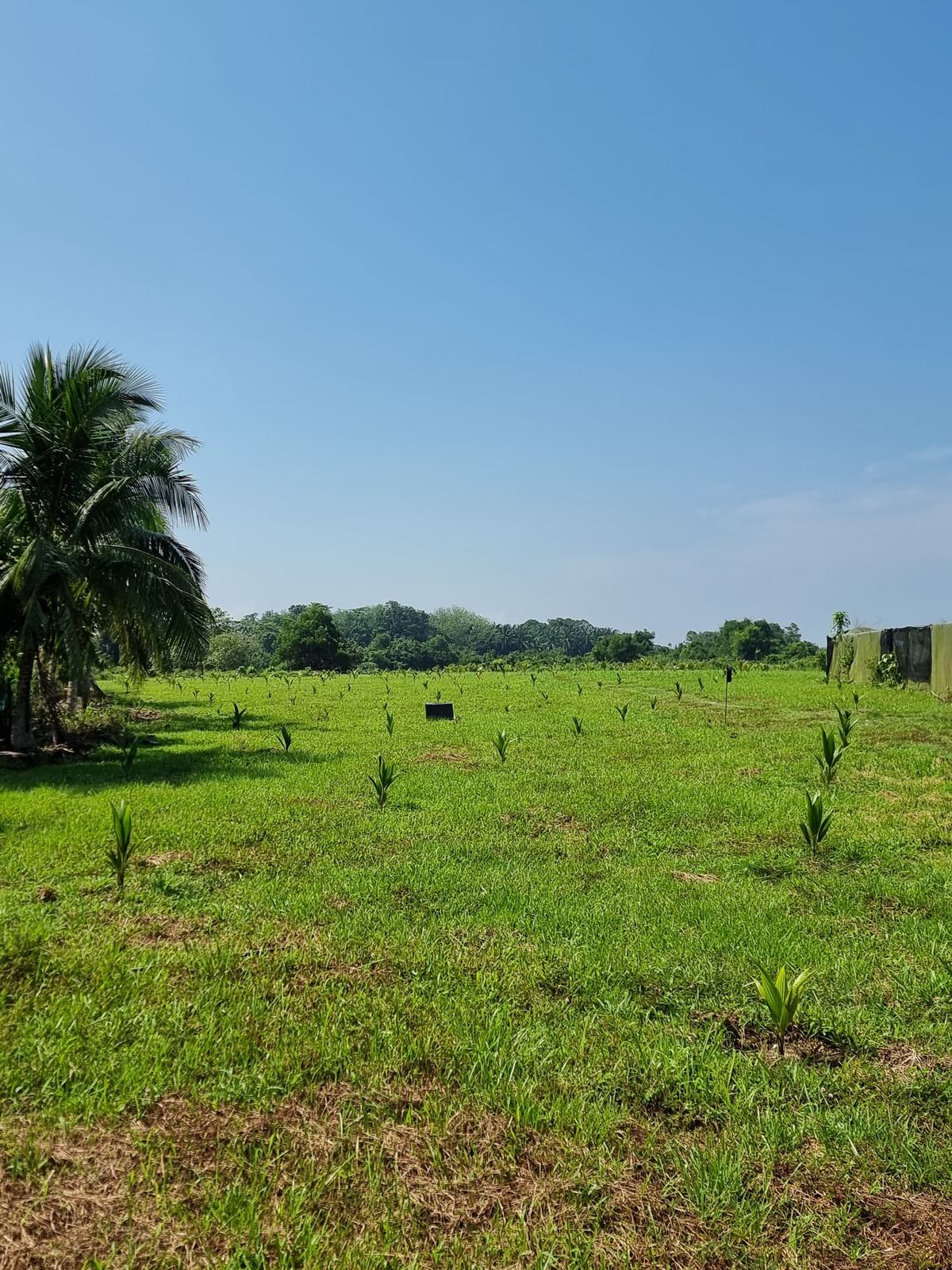 Coconut tree on the OEH Agrihorti farm